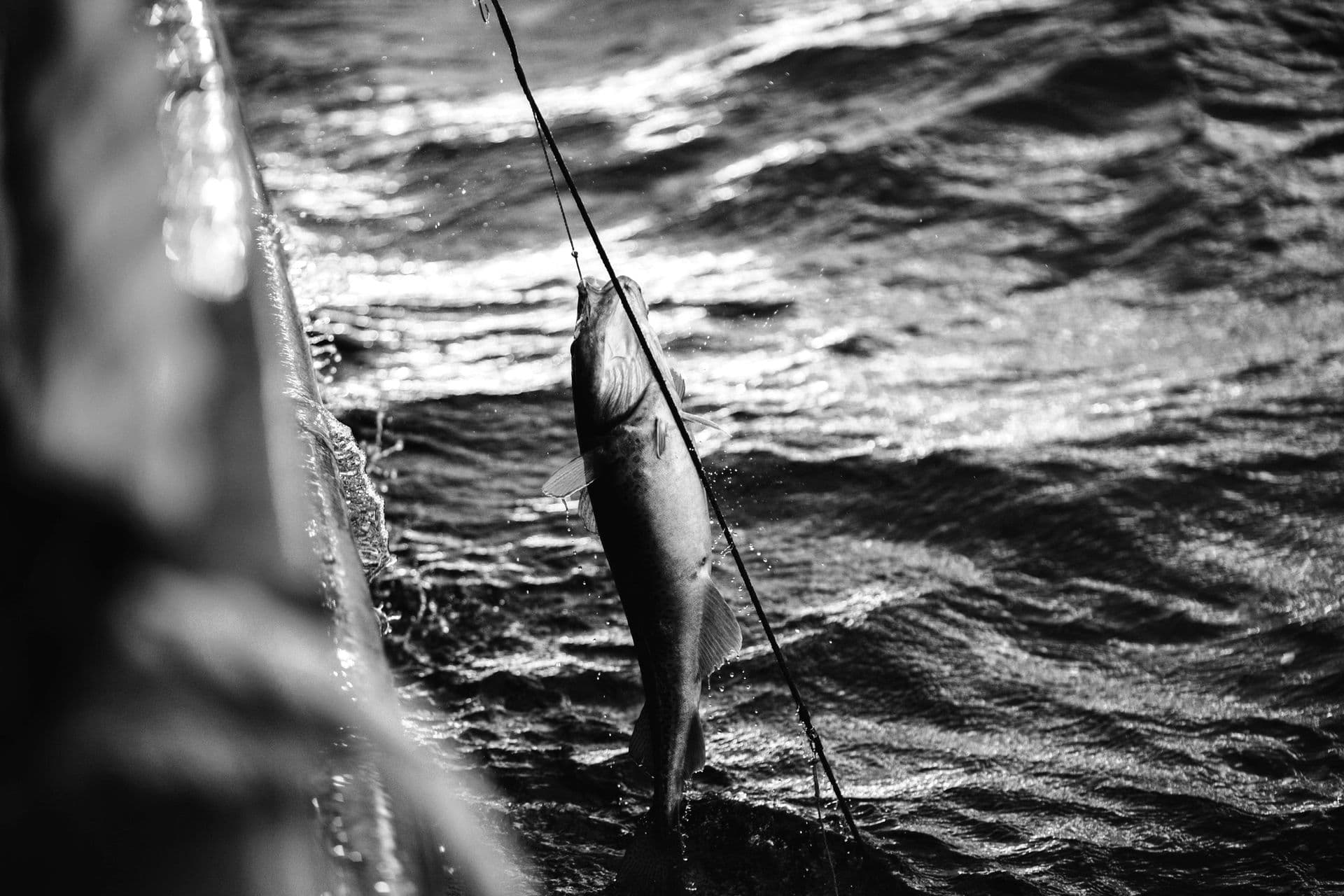 Fishing & Aqua Culture